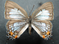 Jalmenus eichhorni - Adult